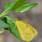 Sleepy Orange butterfly