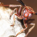 Paper Wasp