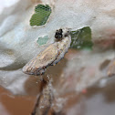 Painted Lady Butterfly Chryslalis