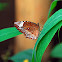 The Common Palmfly