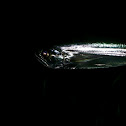 Vampire Characin