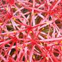Blood lily