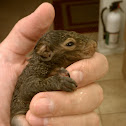 Gray Squirrel
