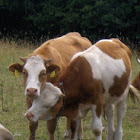 Cattle