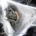 Jumping Spider (Gravid)