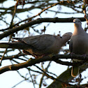 Collared Dove