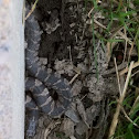 Black Rat Snake