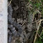 Black Rat Snake