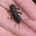 Stonefly nymph