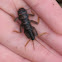 Stonefly nymph