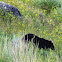 American Black Bear