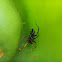 Bug-mimicking Swift Spider