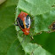 Four-lined plant bug (nymph)