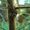 Casurina jumping spider