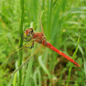 Red-veined Darter / Žućkasti strijelac  ♂