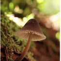 Mycena