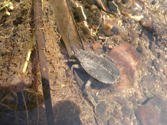 Spotting Image 1