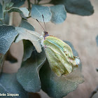 African Migrant Butterfly