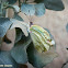 African Migrant Butterfly