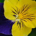 pansy