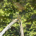 Four-spotted Skimmer (male)