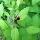 Ladybug