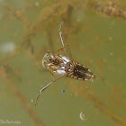 Backswimmer