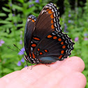 Red-spotted Purple butterfly