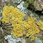 Common Orange Lichen