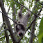Slow Loris