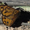 Common Brown Butterfly
