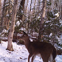 Whitetail Deer (Doe)