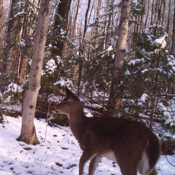 Spotting Image 1