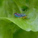 Candy-Striped leaf hopper