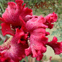 Cockscomb