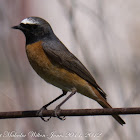 Redstart; Colirrojo Real