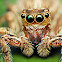 Jumping Spider
