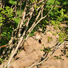 Brown Thrasher