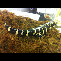 Wildlife beyond class - Northern Virginia Community College