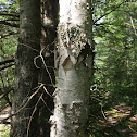 White Birch