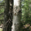 White Birch