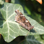 Red Admiral
