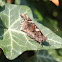 Red Admiral