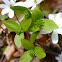 Anemone (bracts)