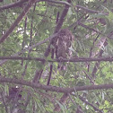 Screech Owl