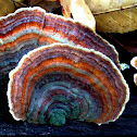 Turkey Tail fungus