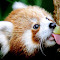 pandawhisperer