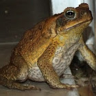 Cane Toad