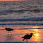 Willet