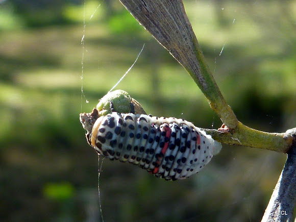 Spotting Image 1